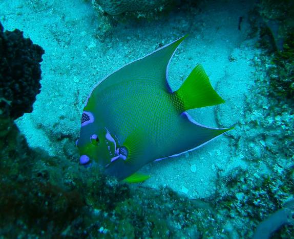 Encontro com peixe anjo durante mergulho em San Andrés, ilha no caribe colombiano